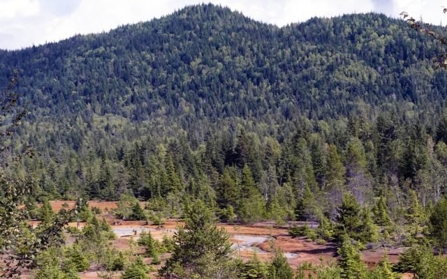 Meteoric Resources fires into cobalt exploration at Canadian projects