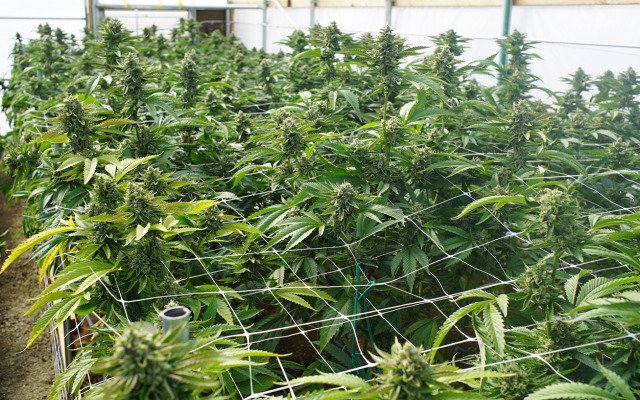 MGC Pharma gets go-ahead to build medical cannabis facility in Malta, tops up cash