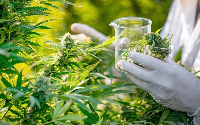 MGC Pharmaceuticals receives cannabis research and import permit grants in Australia