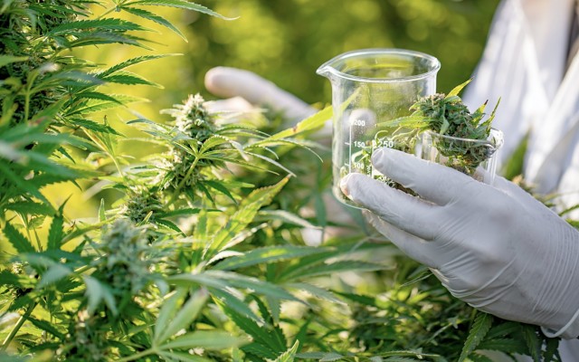 MGC Pharmaceuticals receives cannabis research and import permit grants in Australia