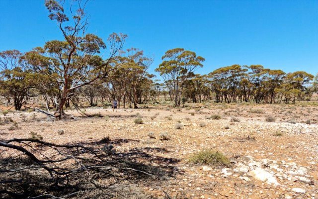 Monger Gold finds gold-in-soil anomaly during sampling at Gibraltar project