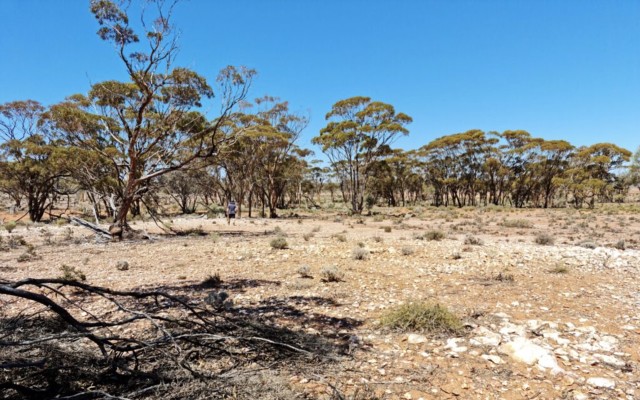 Monger Gold finds gold-in-soil anomaly during sampling at Gibraltar project