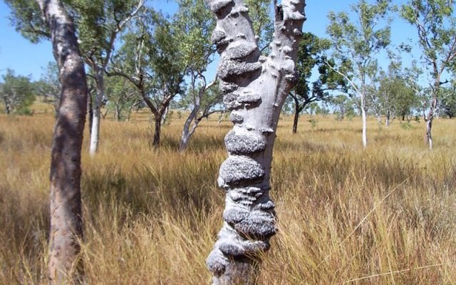 Mt Remarkable returns 354g/t gold for King River Copper, while Speewah vanadium study nears completion