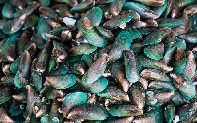 New Zealand Coastal Seafoods locks in EU supply agreement with German nutraceuticals company