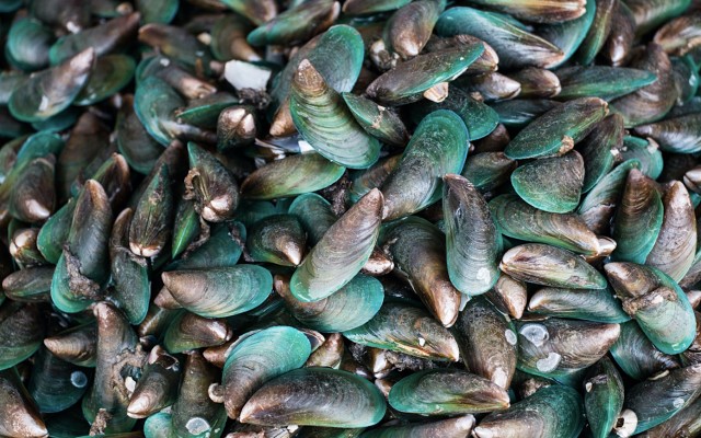 New Zealand Coastal Seafoods locks in EU supply agreement with German nutraceuticals company