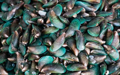 New Zealand Coastal Seafoods locks in EU supply agreement with German nutraceuticals company