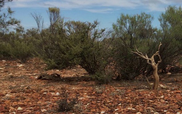 NickelX identifies strong nickel anomalies at Cosmos South project