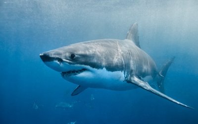 Ocean Guardian prepares shark shield focused ASX listing