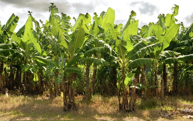 Papyrus Australia demonstrates commercial viability of banana waste conversion technology