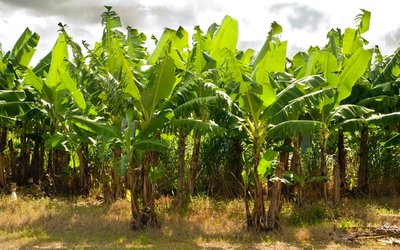 Papyrus Australia demonstrates commercial viability of banana waste conversion technology