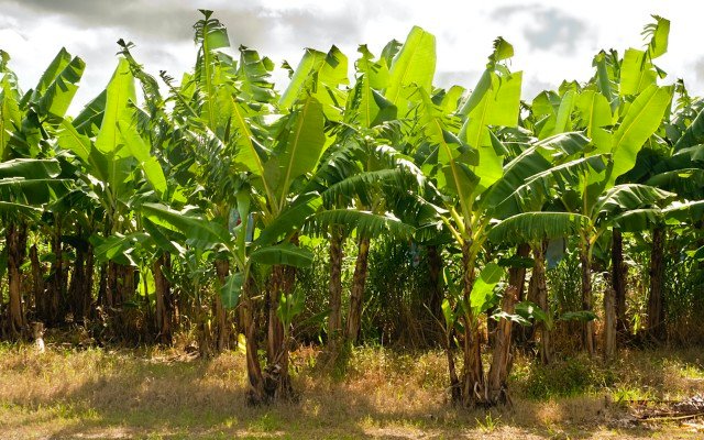 Papyrus Australia produces 100% banana food packaging