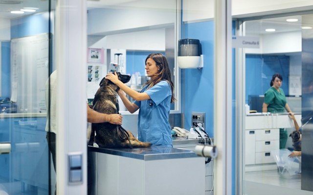 PharmAust to begin anti-cancer tablet trials in dogs this month