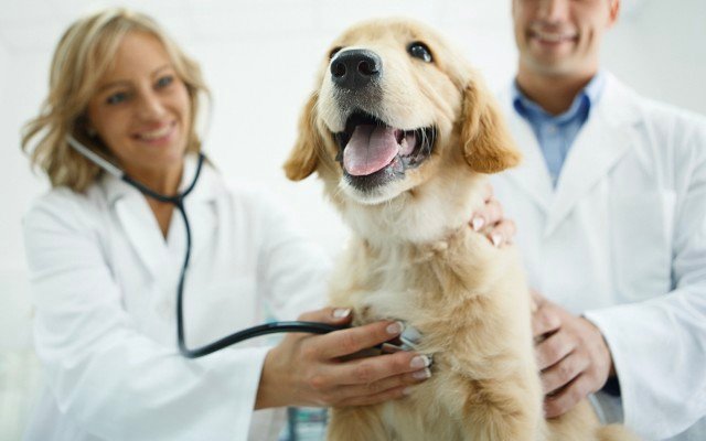 PharmAust begins next trial using monepantel to treat canines with lymphoma