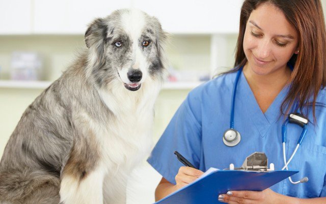 PharmAust calls for more dogs for anti-cancer canine drug trial