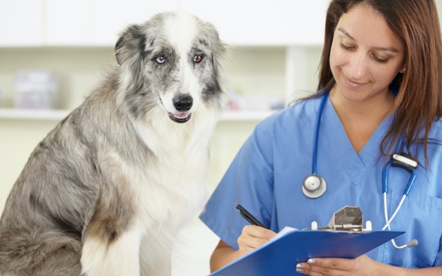 PharmAust calls for more dogs for anti-cancer canine drug trial