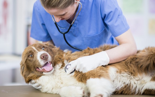 PharmAust seeks more canine participants for phase IIb lymphoma trial using lead drug monepantel