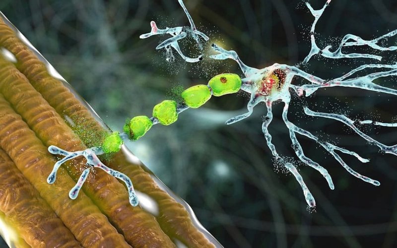 PharmAust eyes FDA orphan drug designation for monepantel after positive MND/ALS trial results