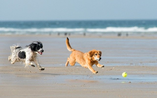 PharmAust focuses in on monepantel trials for motor neurone disease and canine cancer