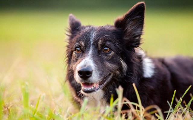 PharmAust’s MPL trials show doubled life expectancy for dogs with cancer