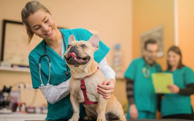 PharmAust reports positive results from phase I anti-cancer tablet trial on dogs