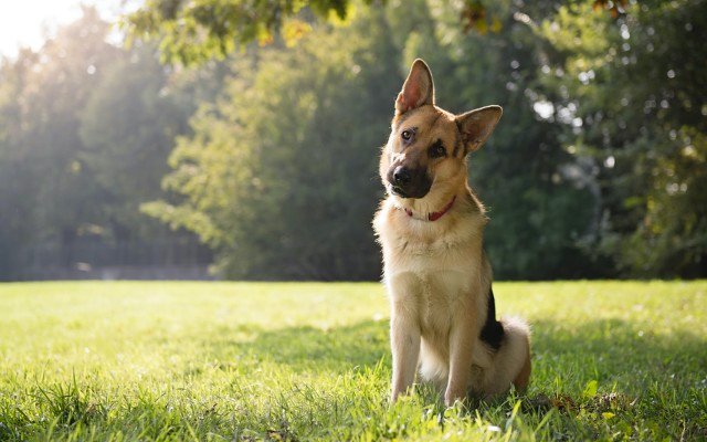 PharmAust reveals early results from phase IIb canine lymphoma trial
