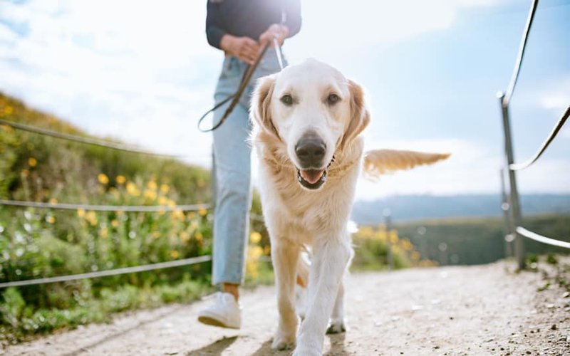 PharmAust confirms strong data from Phase 2 study of monepantel to treat canine lymphoma