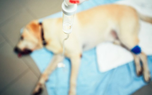 PharmAust targets unique market for treating cancer in dogs