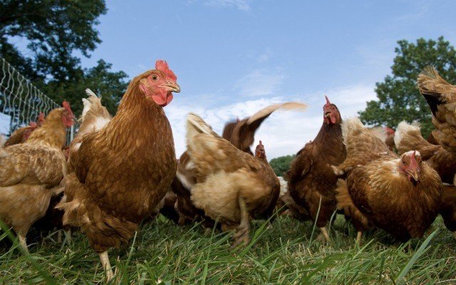 Phosphagenics reports positive results of TPM additive in poultry feed