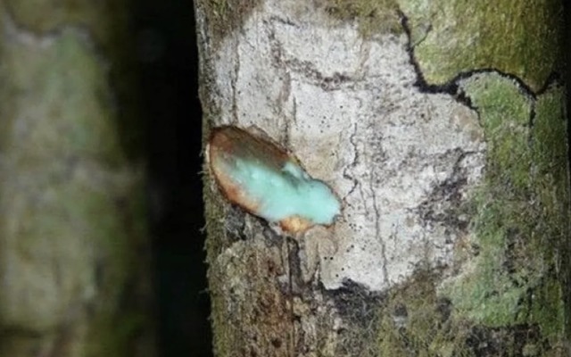 Phytomining could become the next big thing in sustainable mining of metals