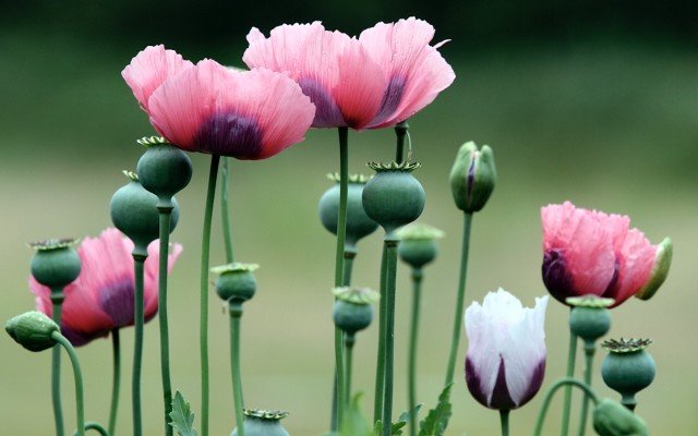 Poppy grower TPI Enterprises signs 3-year codeine phosphate supply deal