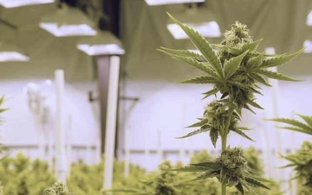 ‘Pot stock’ Cann Group gets green light to expand its two Victorian facilities