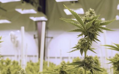 ‘Pot stock’ Cann Group gets green light to expand its two Victorian facilities