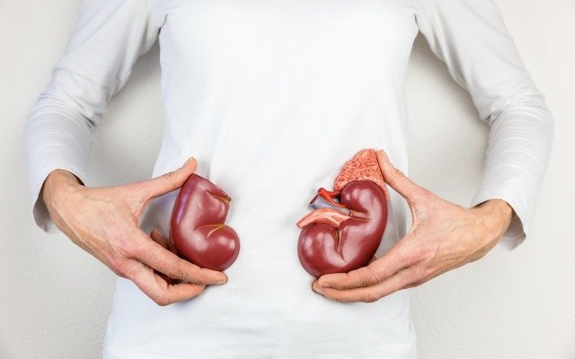 Proteomics International and Dimerix join forces to combat kidney disease