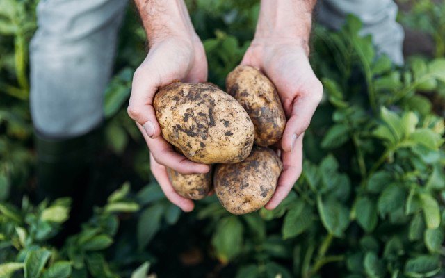 Pure Foods Tasmania executes growth strategy with acquisition of Daly Potato Company