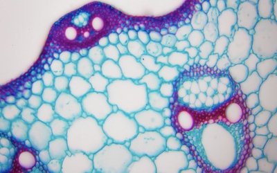 Purposeful cell targeting delivers commercial spoils for Phylogica