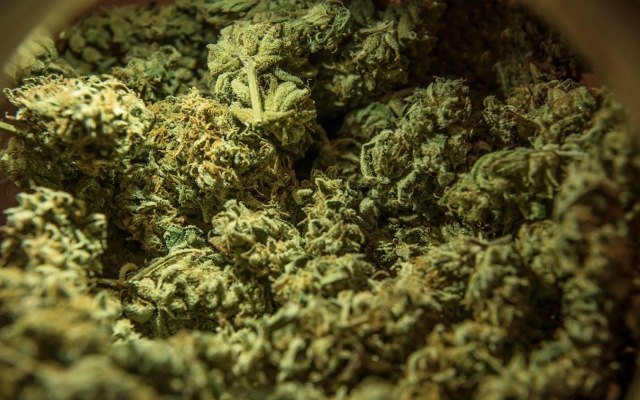 Queensland Bauxite gains access to medical cannabis import license with latest milestone
