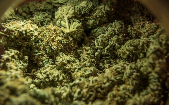 Queensland Bauxite gains access to medical cannabis import license with latest milestone