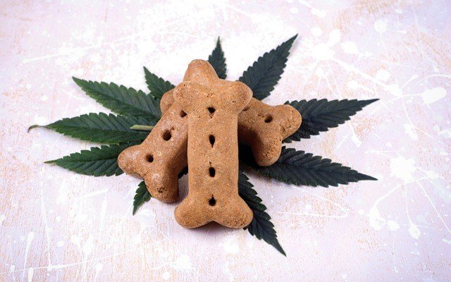 Queensland Bauxite and Algae.Tec team up create cannabinoid products for animals