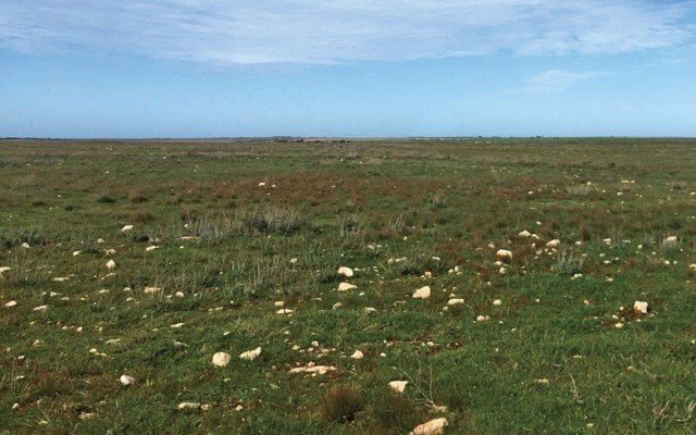 Renascor identifies cobalt and nickel at WA project, progresses PFS for graphite project