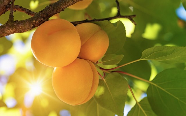 Roots signs Australian distribution agreement for novel agriculture technology