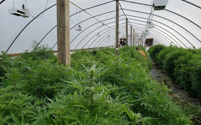 Roots’ cooling technology allows US luxury cannabis producer to double yield and lower energy costs