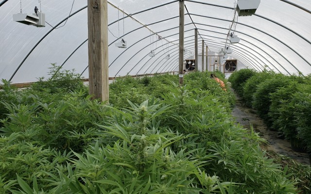 Roots’ cooling technology allows US luxury cannabis producer to double yield and lower energy costs