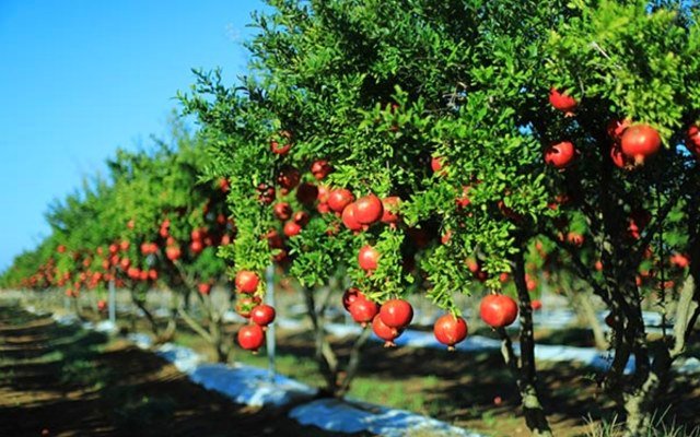 Roots signs exclusive agreement with Italian ag-tech leader Cairo & Doutcher