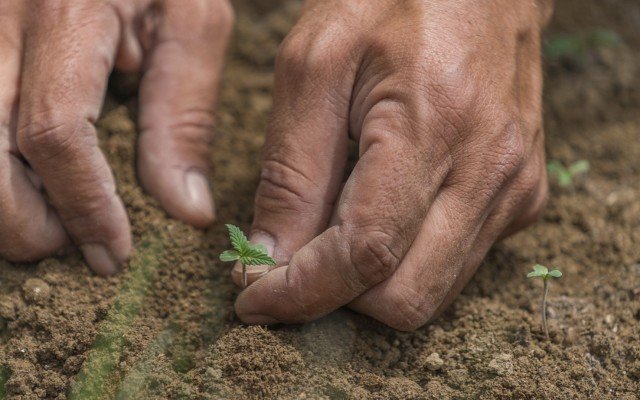 Roots signs deal to deploy its soil cooling technology in US cannabis market