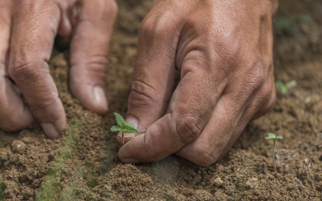 Roots signs deal to deploy its soil cooling technology in US cannabis market