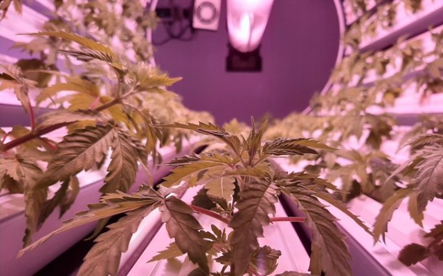 Roto-Gro raises $1.53 million to launch perishable food and vertical farming divisions