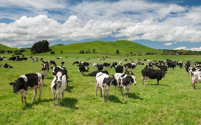 Sale of dairy farms secures 10yr milk supply and strategic funding for Beston Global Food Company