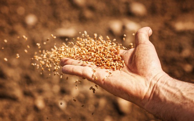 Security Matters advances agricultural seed integrity technology towards commercialisation