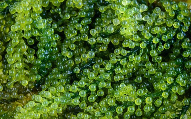 StemCell United signs joint venture with Blue Aqua to cultivate sustainable sea grapes