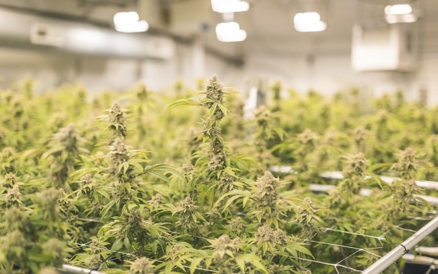 Sweet Earth sets up shop in the Napa Valley of cannabis to enter the CBD beverage market